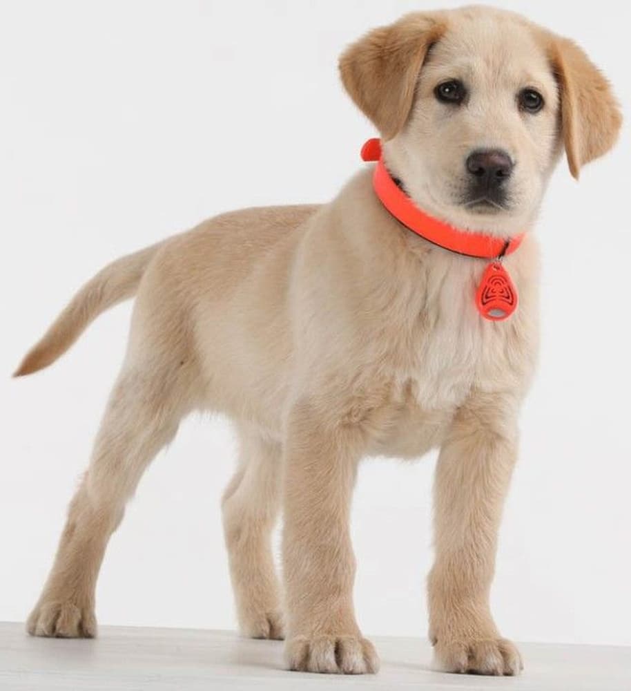 PET punkkikarkotin, view: 4