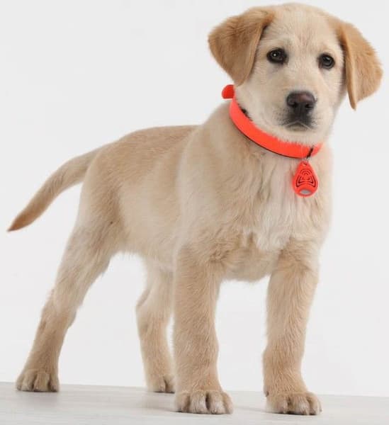 PET punkkikarkotin, view: 4