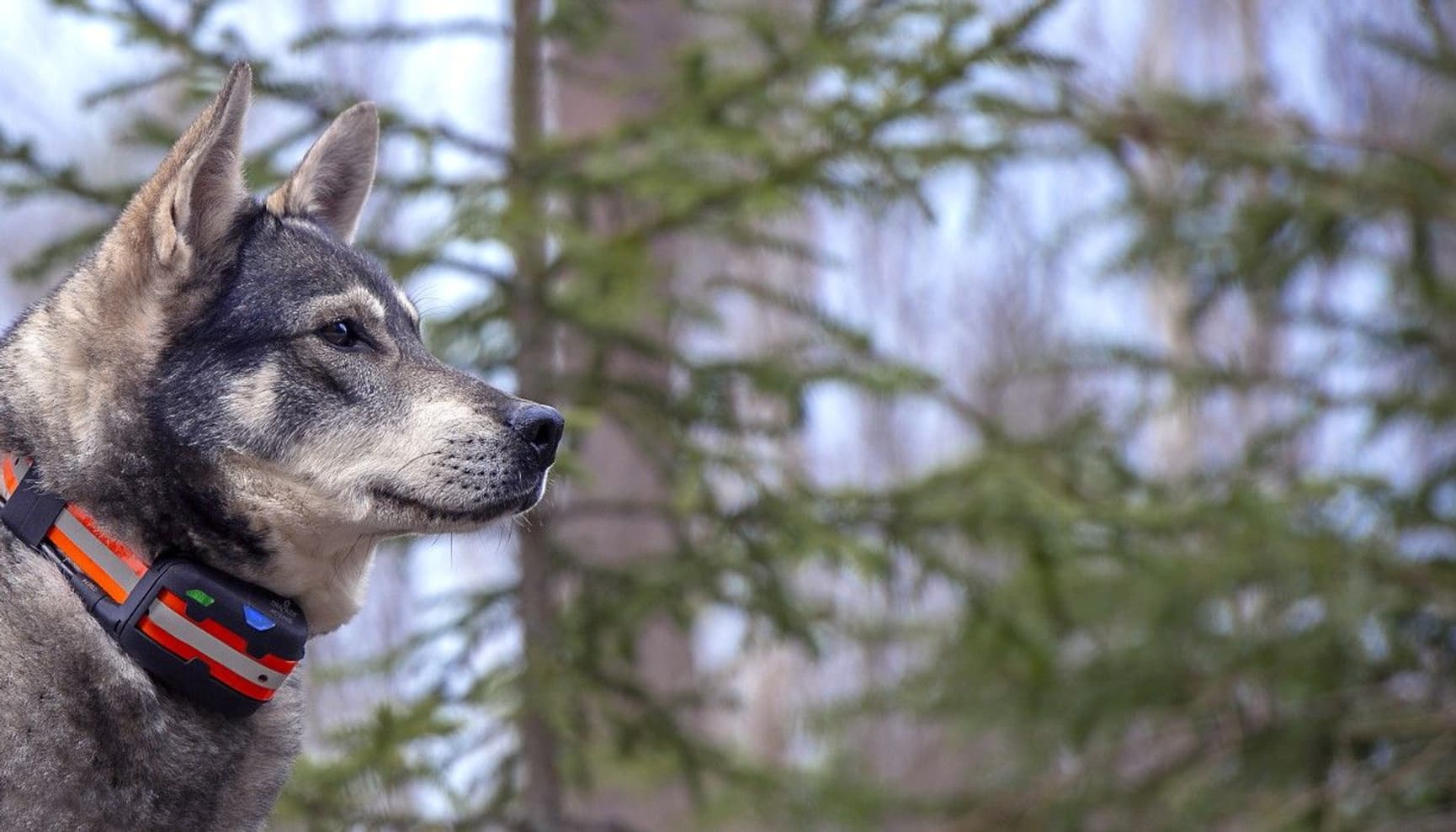 Artemis EASY -koiratutka, view: 2