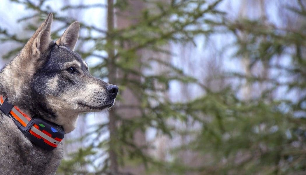 Artemis EASY -koiratutka, view: 2