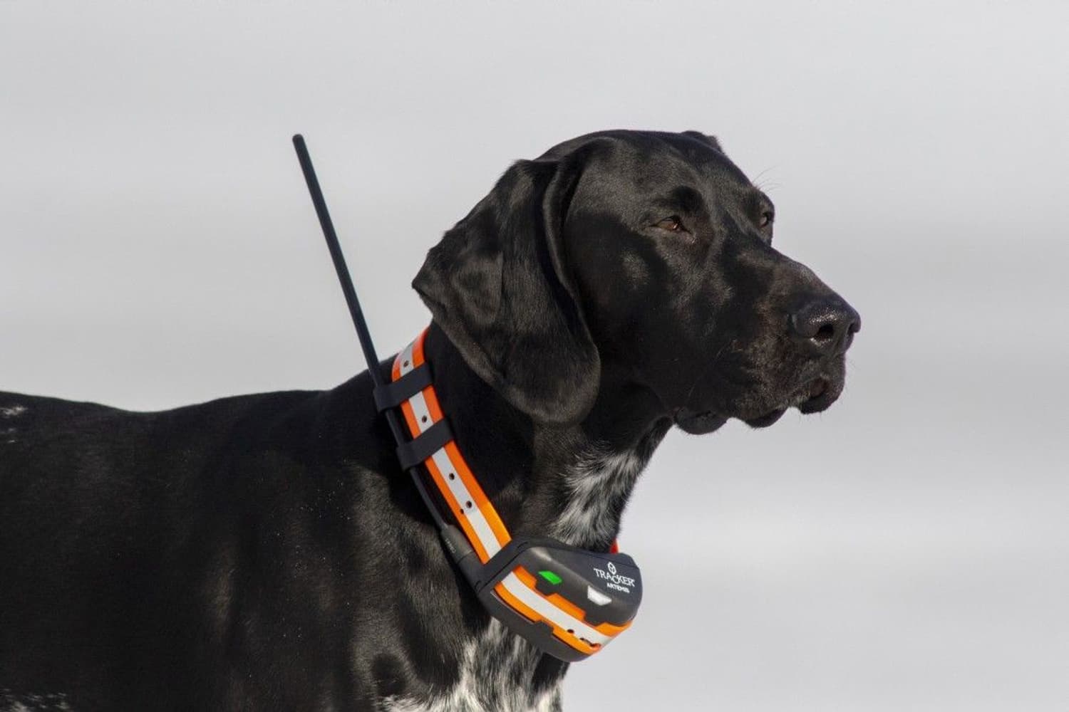 Artemis EASY -koiratutka, view: 1