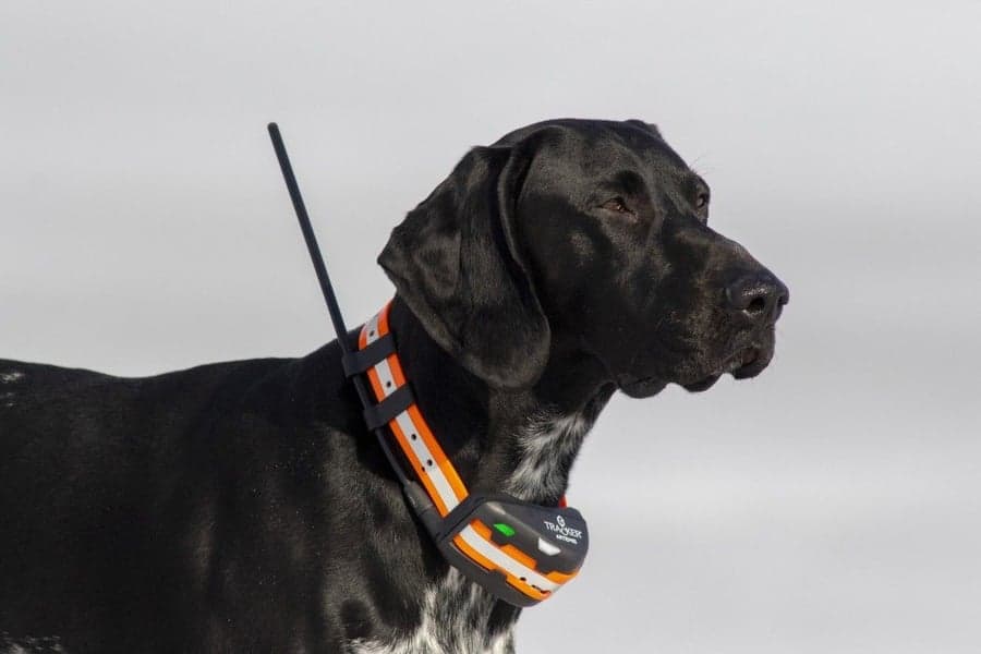 Artemis EASY -koiratutka, view: 1