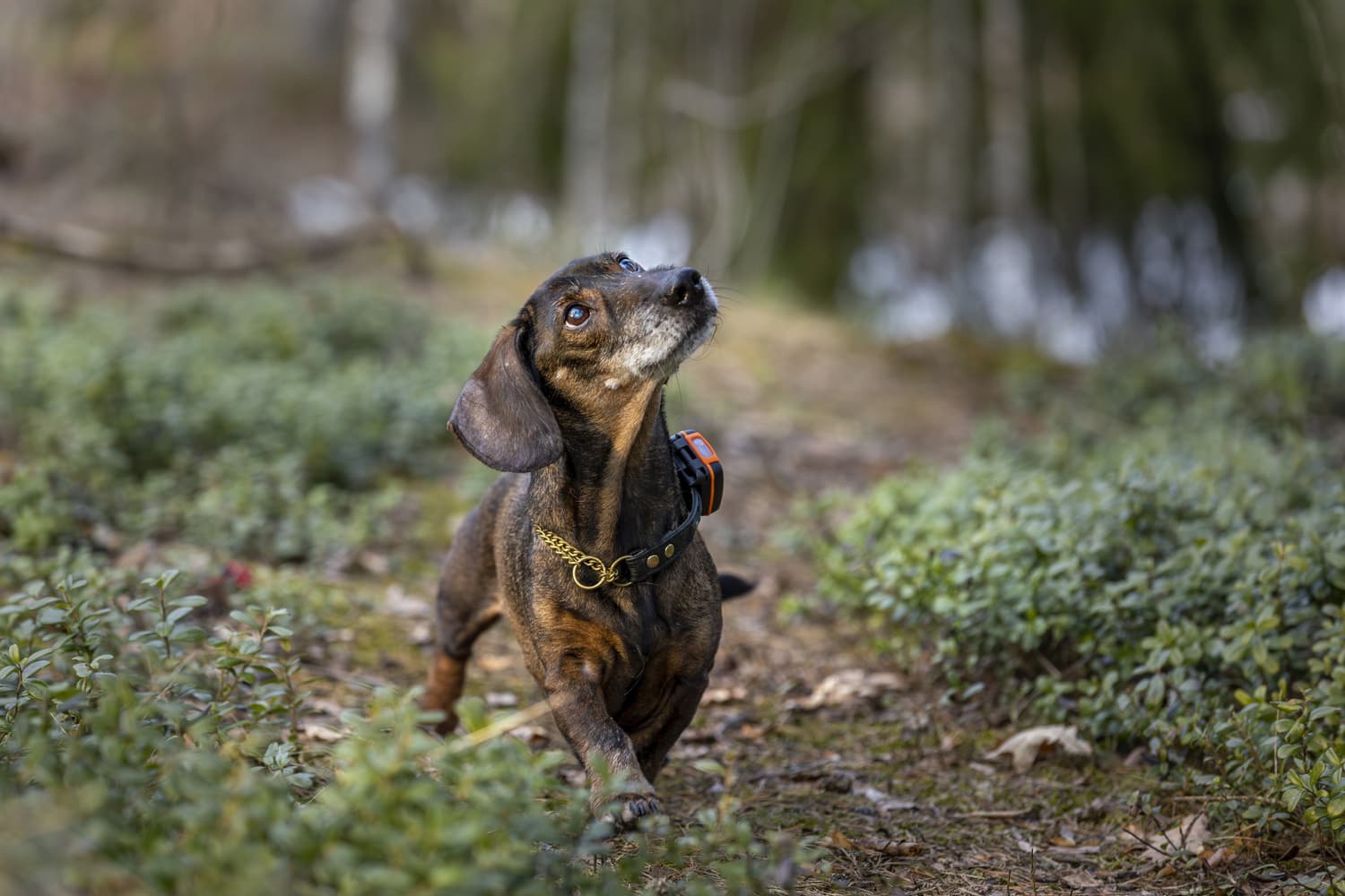 Bark koiranseurantalaite, view: 3