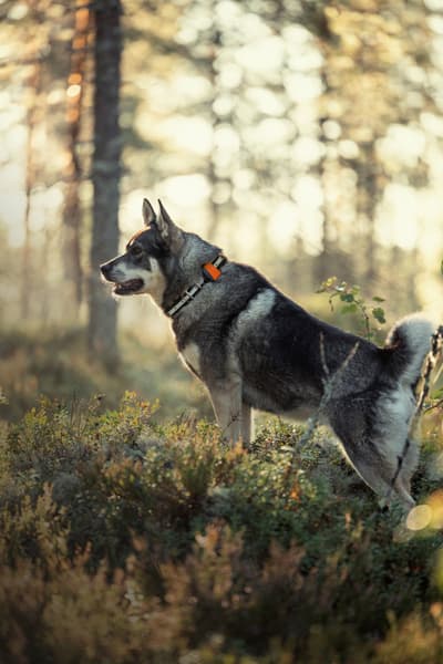 Bark koiranseurantalaite, view: 4