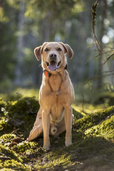 Bark koiranseurantalaite, view: 5