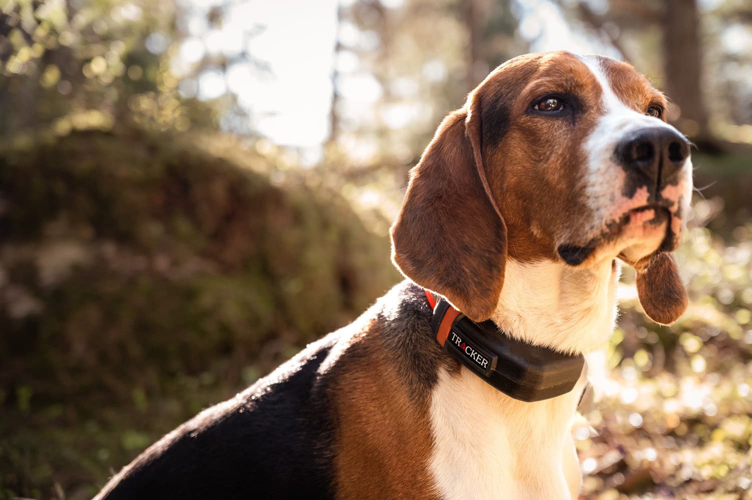 Luna koiratutka, view: 2