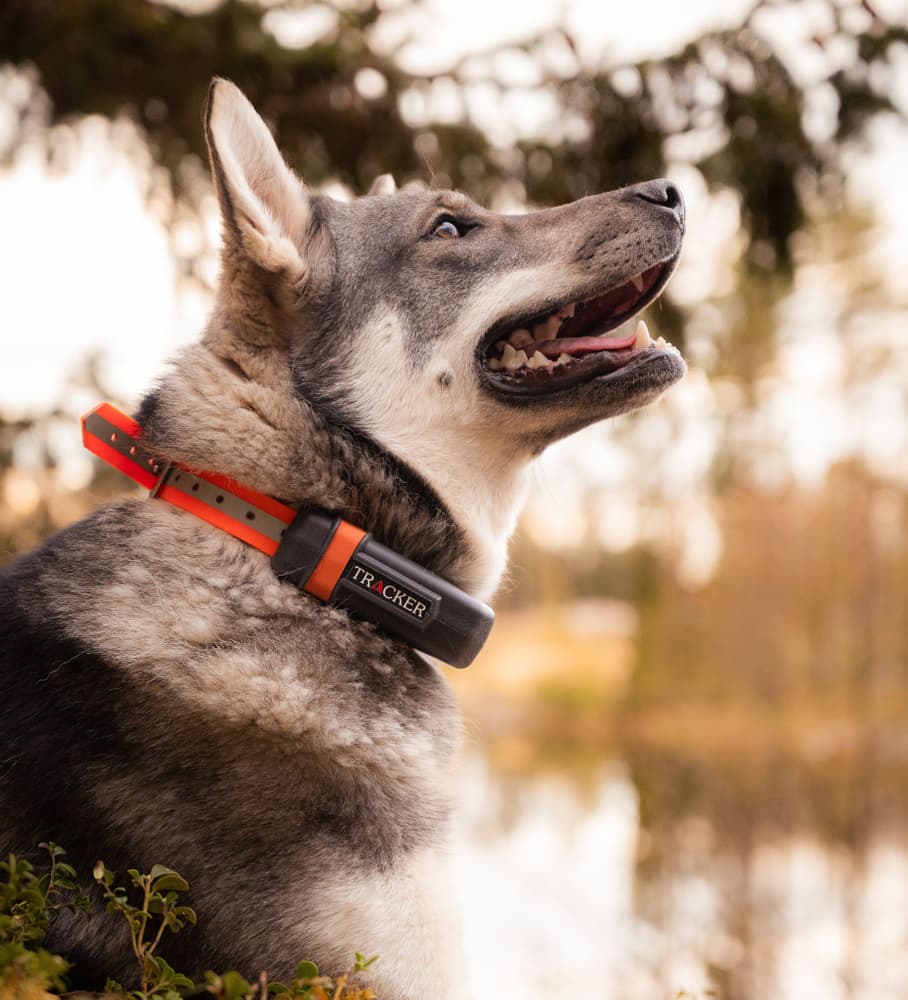 Luna koiratutka, view: 1