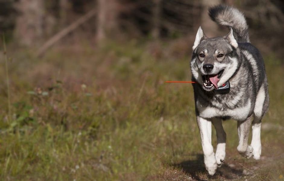 Supra -koiratutka, view: 1