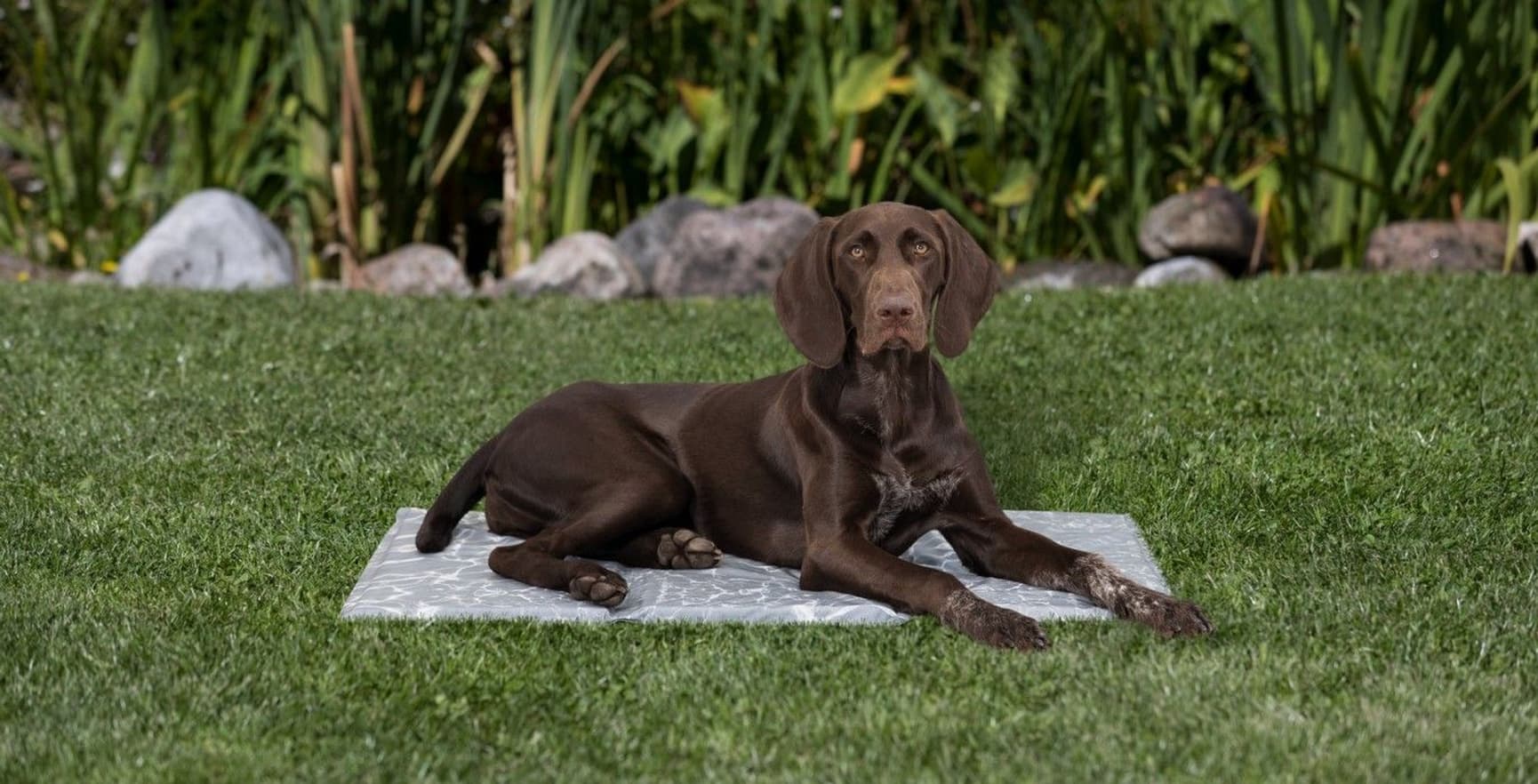 viilentävä alusta koiralle, L, 65 × 50 cm, view: 5