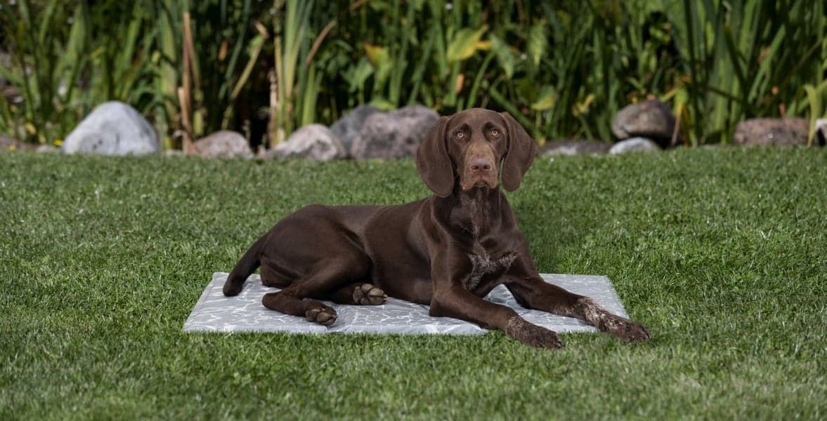 viilentävä alusta koiralle, L, 65 × 50 cm, view: 5