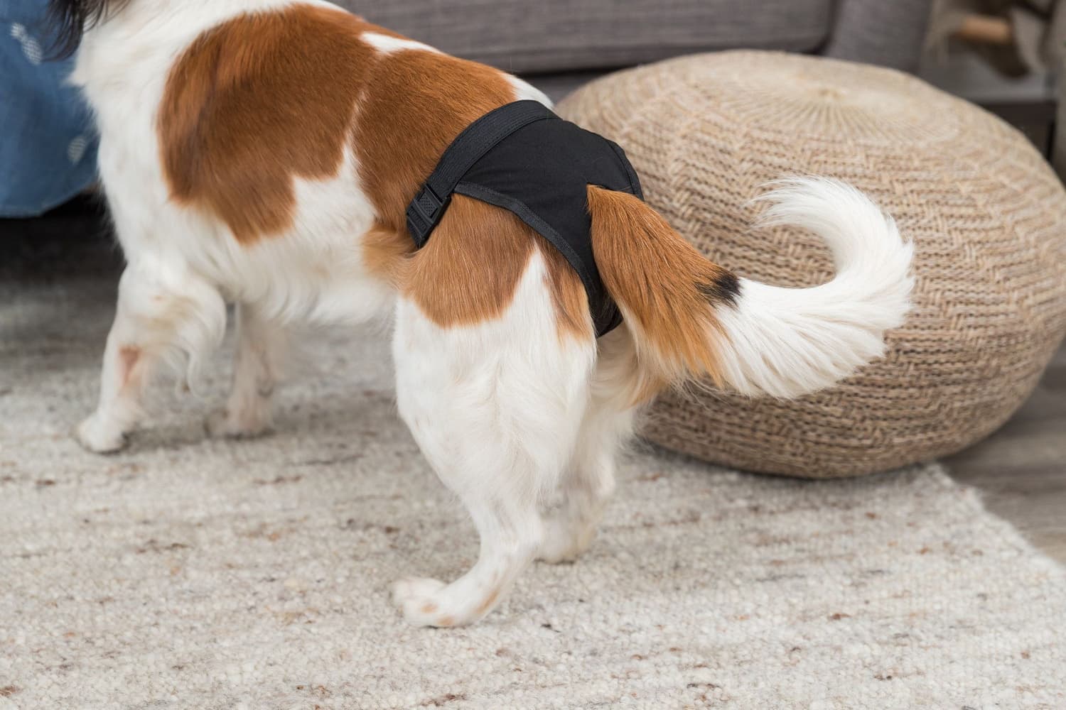 -narttusuoja, musta, S, view: 3