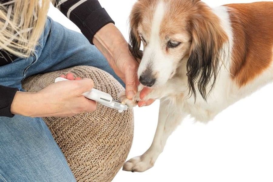 kynsileikkuri LED-valolla, 15cm, view: 3