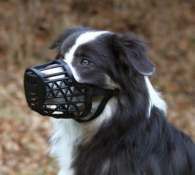 -kuonokoppa, M/L, view: 1