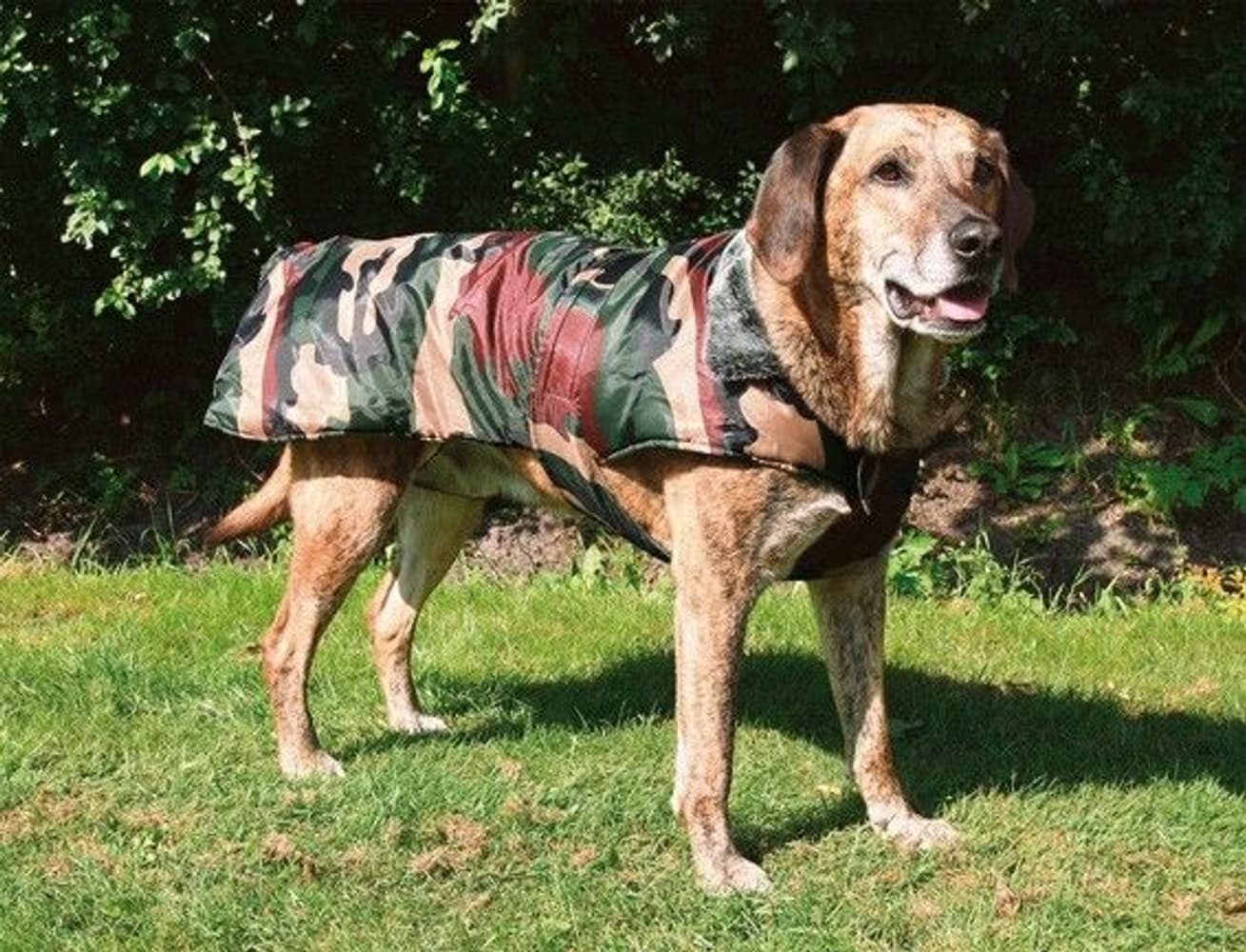 -maastokuvioinen koirantakki, 80 cm, view: 0