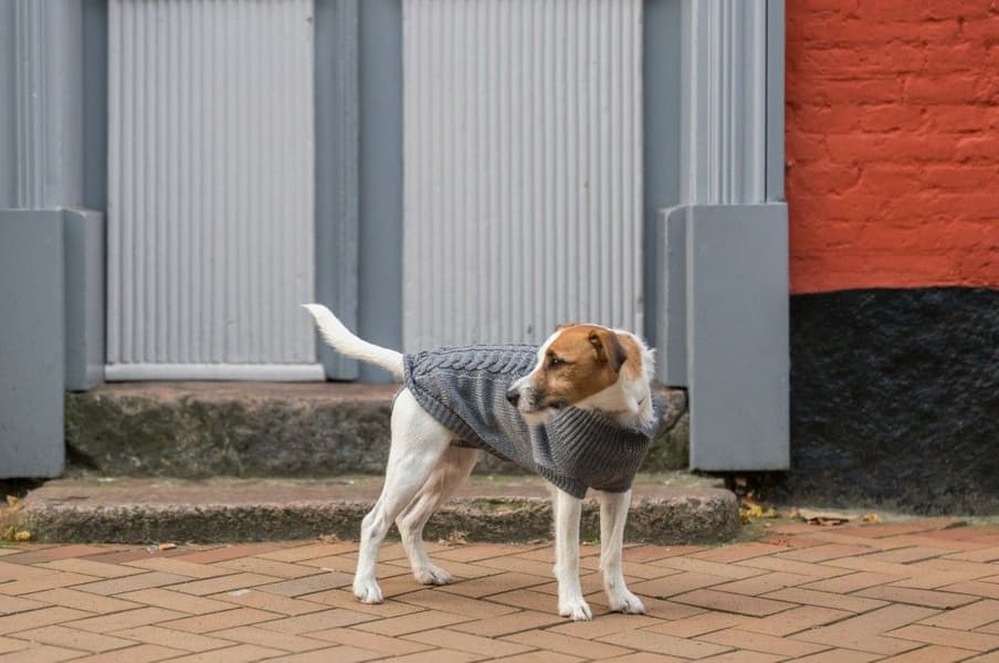 Kenton Pullover koiran villapaita, 33-40 cm, harmaa, view: 3