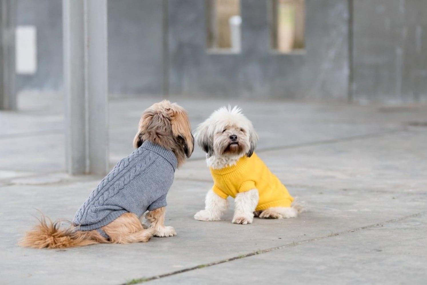 Kenton Pullover koiran villapaita, 55-60 cm, harmaa, view: 2