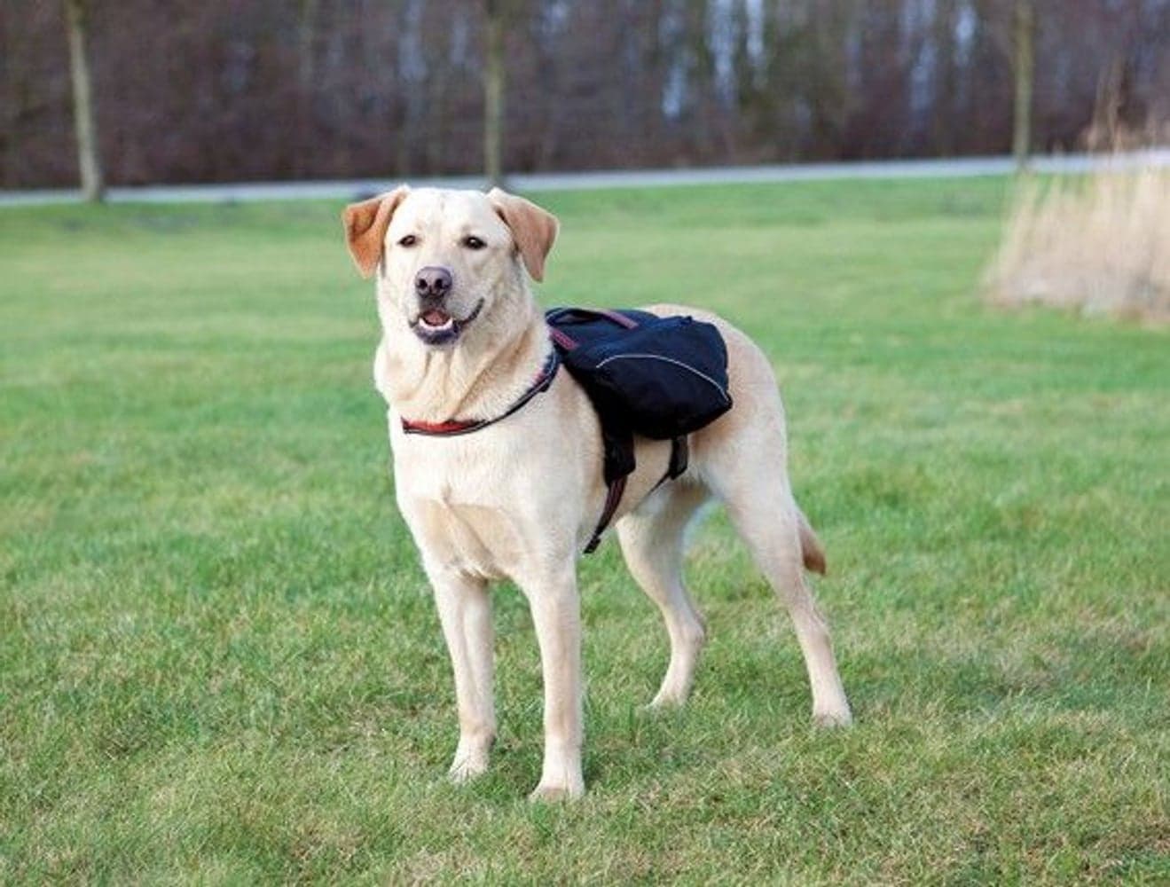 -koiran reppu, L, musta, view: 0