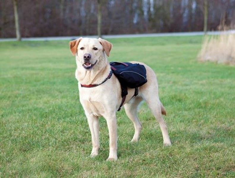 -koiran reppu, L, musta, view: 0