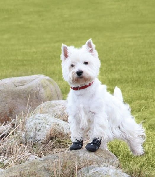 Walker Active 2-Pack XS -koirantossut, view: 1