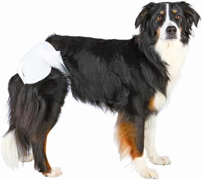 narttukoiran vaipat, M-L 36-52 cm, 12kpl, view: 1