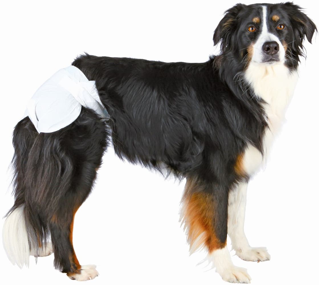 narttukoirien vaipat, S-M 28-40 cm, 12kpl, view: 1