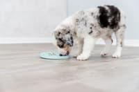 aktivointilelu, 15 cm - view: 5