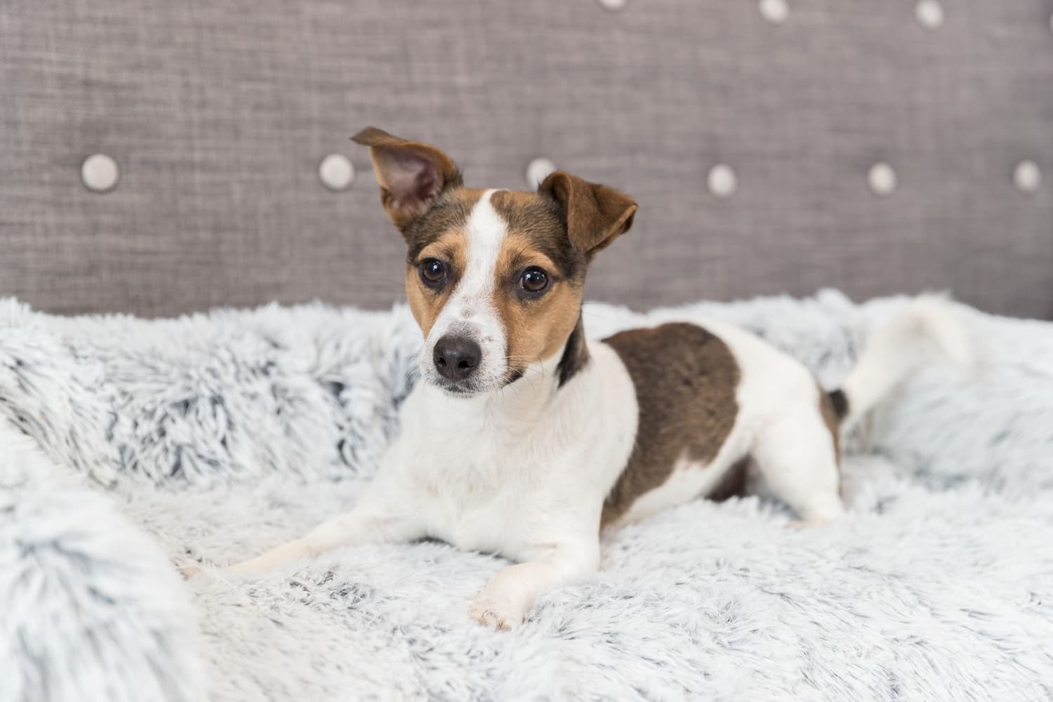 Harvey koiranpeti 90 × 90 cm, valkomusta, view: 1