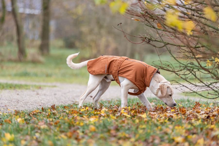 Citystyle Dublin Rain Coat koiran sadetakki, 62 cm, Rust, productDetailPage.view: 2