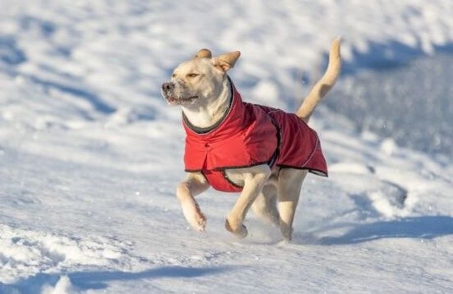 Explore Thermo Winter Coat koiran talvitakki, 35-40 cm, Sangria, view: 3