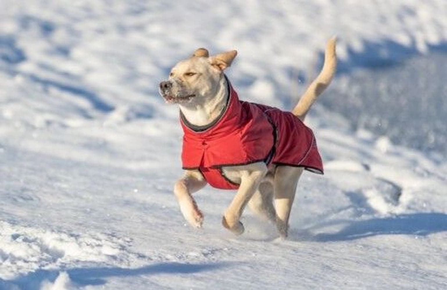 Explore Thermo Winter Coat talvitakki, 45-50 cm, Sangria, view: 3