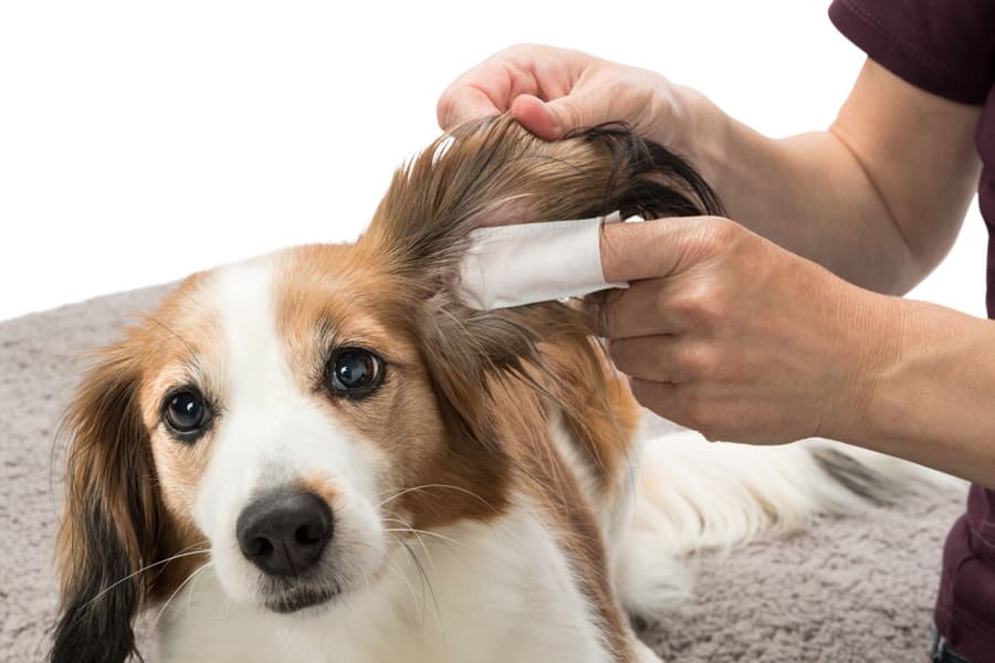 Fingerpads Aloe Vera korvanhoitoon, 50 kpl, view: 1