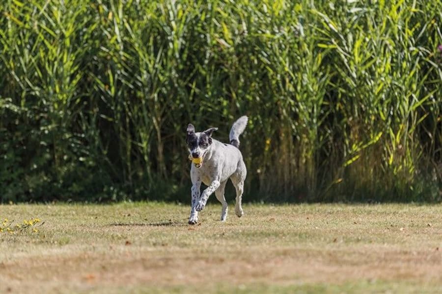 Sporting Boll noutolelu, ø6cm/20cm, lime, view: 2