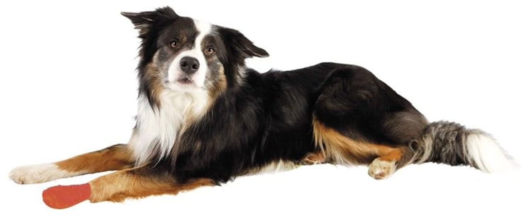 itsekiinnittyvä sideharso koiralle, 5 cm/4,5 m, 4 kpl, view: 4