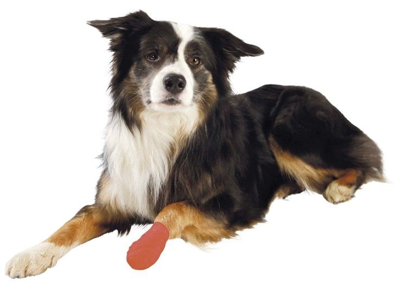 itsekiinnittyvä sideharso koiralle, 5 cm/4,5 m, 4 kpl, view: 3