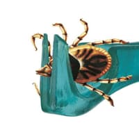 Tick Away -punkkipihdit, avaimenperä - view: 4