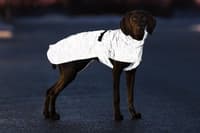 Lunas koiran heijastava sadetakki, 50–62 cm - view: 0