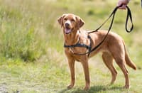 Lead'N'Walk -pehmeät treenivaljaat, koko S-M - view: 1