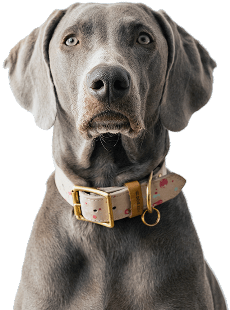 Dog Treats Calming 50 g, view: 4