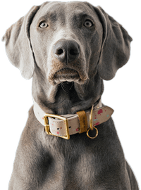 Dog Treats Calming 50 g - view: 4