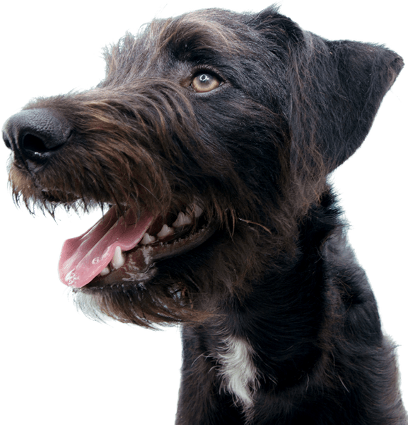 Dental Sticks Skin & Coat 100 g, view: 4