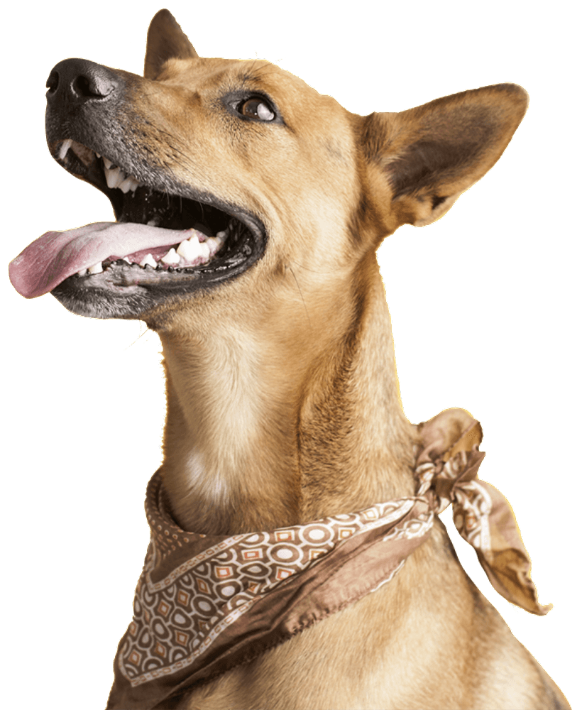 Dental Sticks Hip & Joint 100 g, view: 4