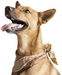 Dental Sticks Hip & Joint 100 g - view: 4