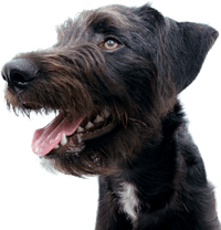 Dental Sticks Skin & Coat Large 125 g - view: 4