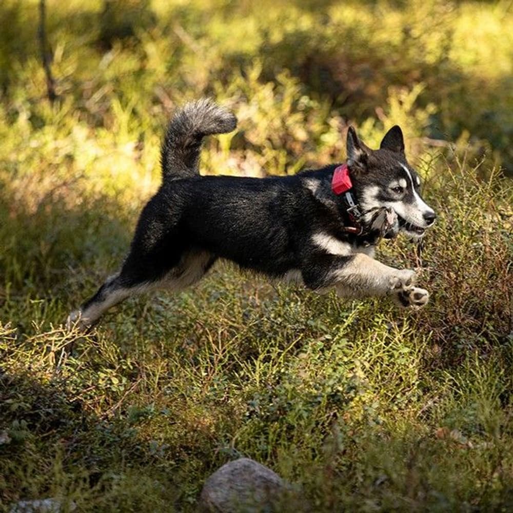 R10 Hybrid -koiratutka, view: 2