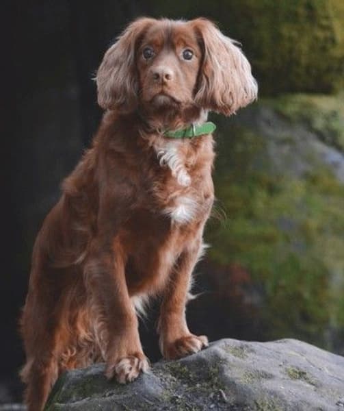 koiran kaulapanta, vihreä, view: 1