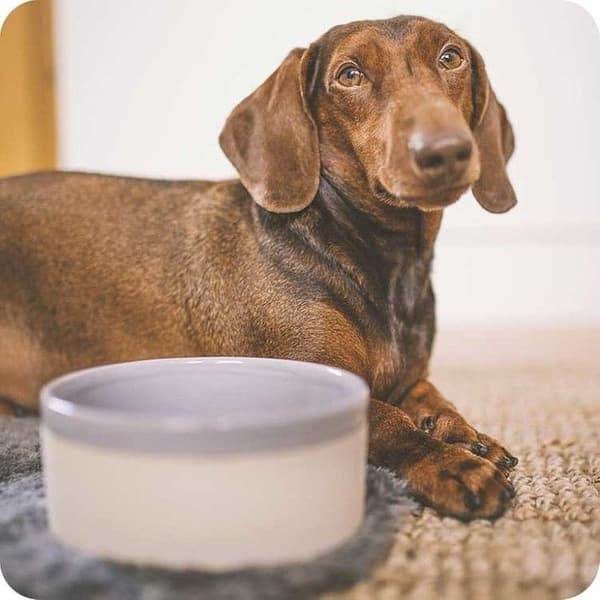 Käka koirankuppi, 0,9 l beige/harmaa, view: 1