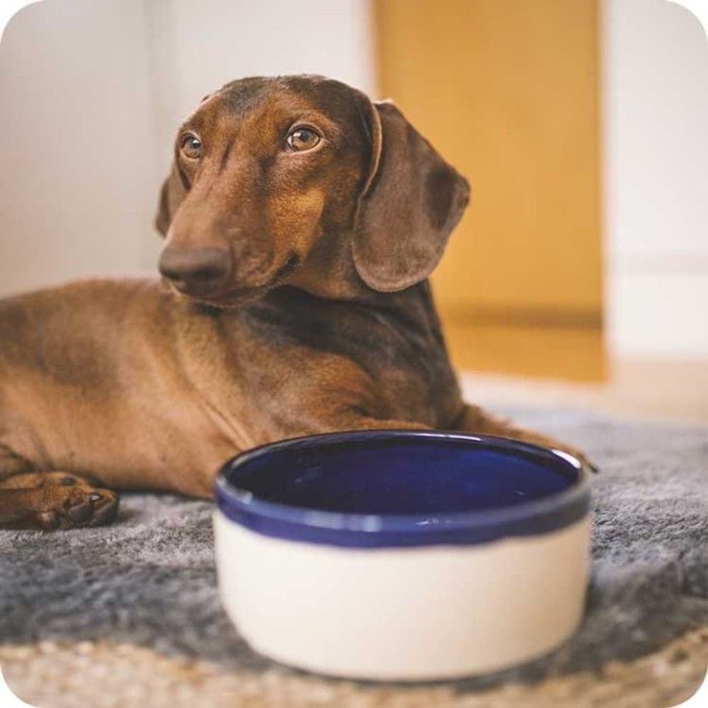 Käka koirankuppi, 0,9 l kermanvärinen/sininen, view: 1