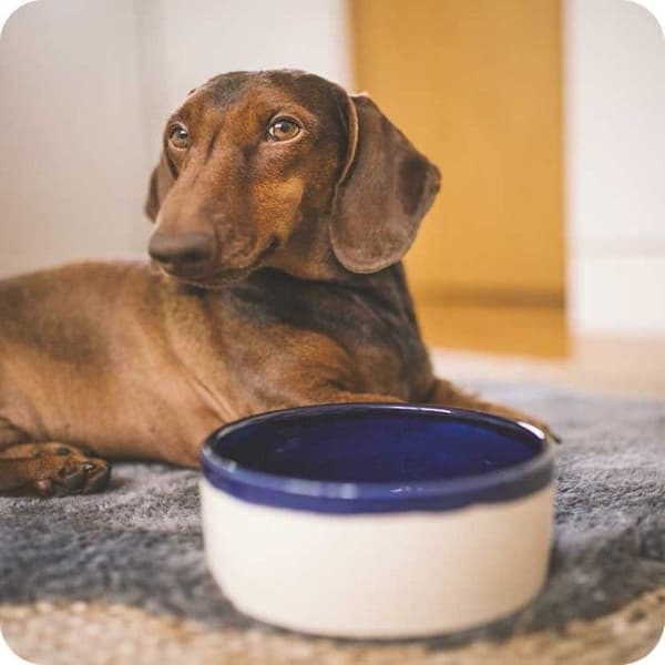 Käka koirankuppi, 0,9 l kermanvärinen/sininen, view: 1