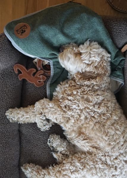 koiranpeitto, vaaleanharmaa, view: 3