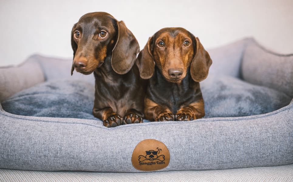 koiranpeti Memory Foam -vaahdolla L, harmaa, view: 2